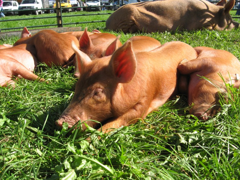 Berkeley Show 2010, Tamworth Piglets. - panoramio