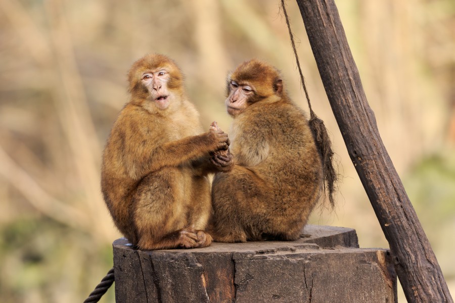 Berlin Tierpark Friedrichsfelde 12-2015 img06 Barbary macaque