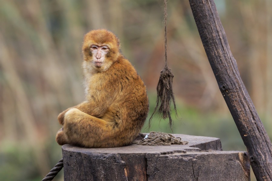 Berlin Tierpark Friedrichsfelde 12-2015 img07 Barbary macaque