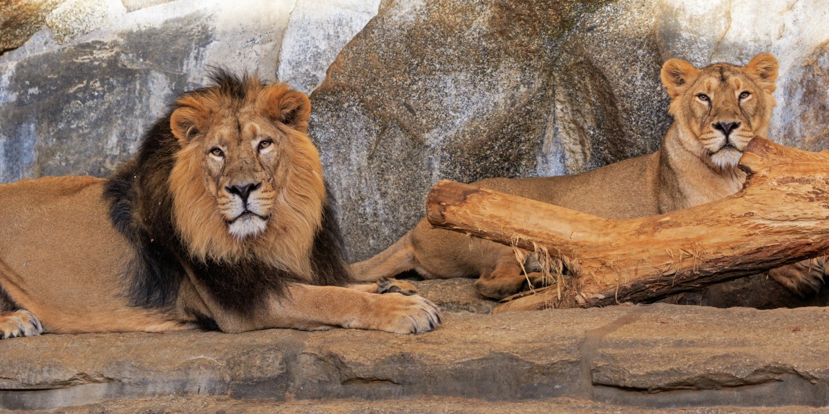Berlin Tierpark Friedrichsfelde 12-2015 img19 Indian lion