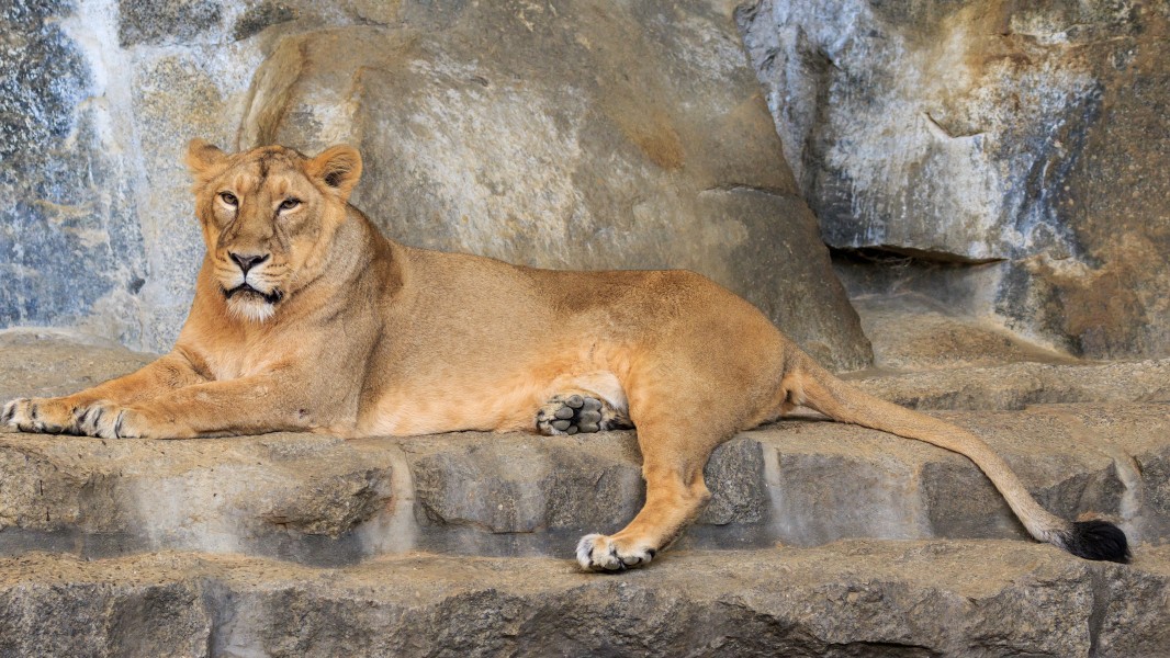 Berlin Tierpark Friedrichsfelde 12-2015 img21 Indian lion