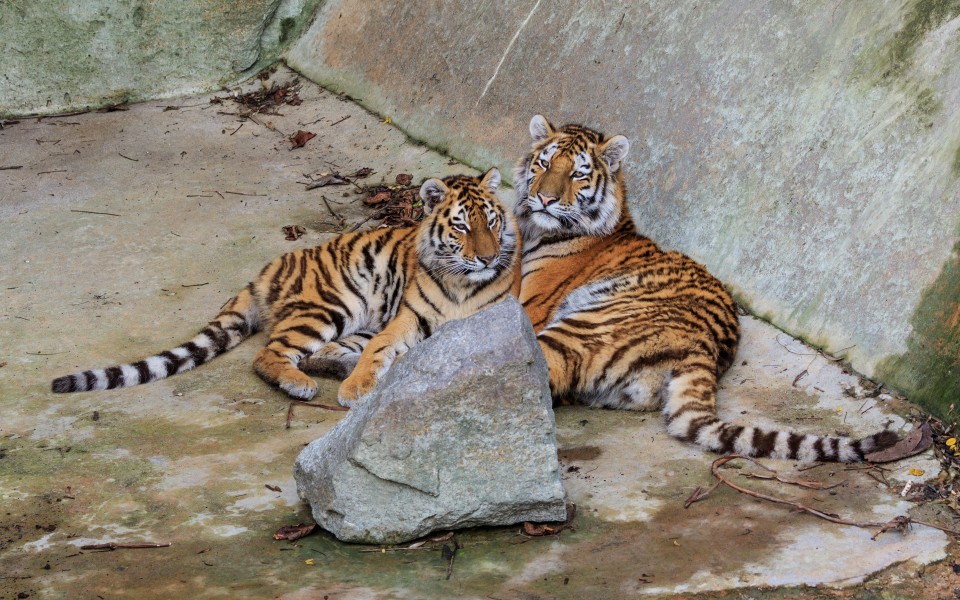 Berlin Tierpark Friedrichsfelde 12-2015 img22 Siberian tiger