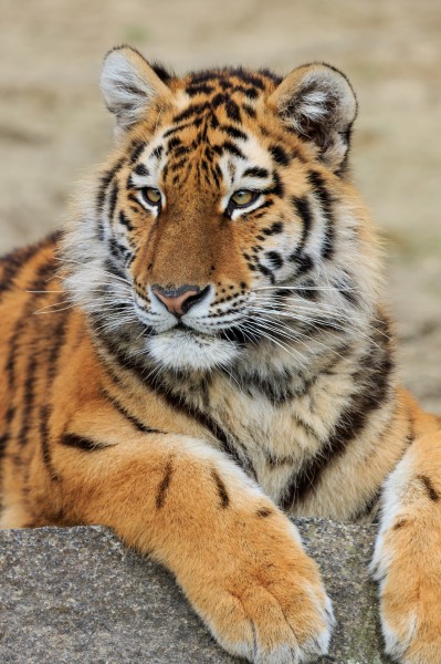 Berlin Tierpark Friedrichsfelde 12-2015 img23 Siberian tiger