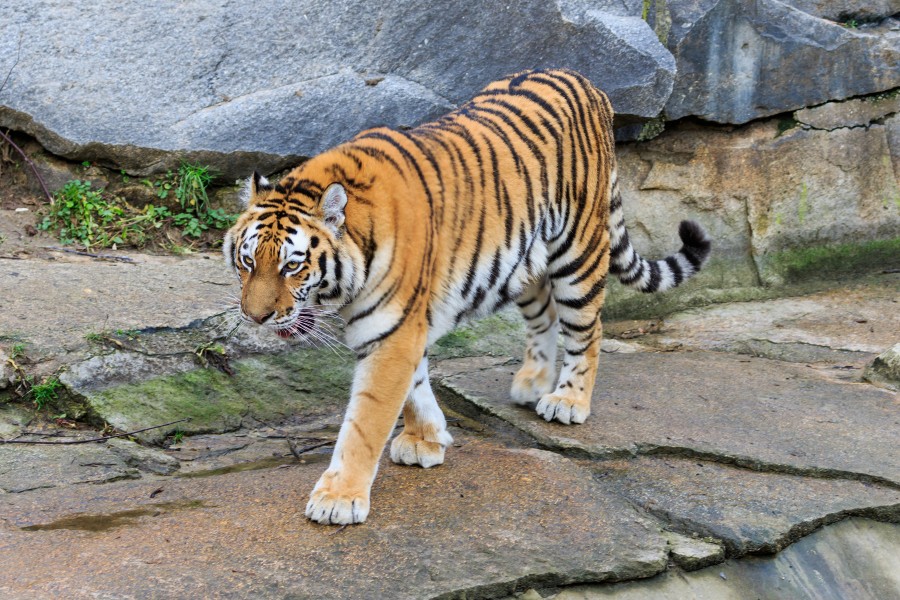Berlin Tierpark Friedrichsfelde 12-2015 img24 Siberian tiger