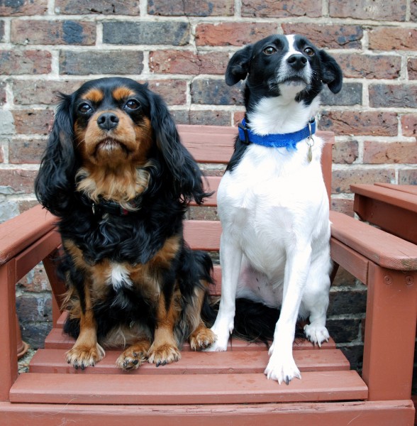 Best Friends (3407703154)