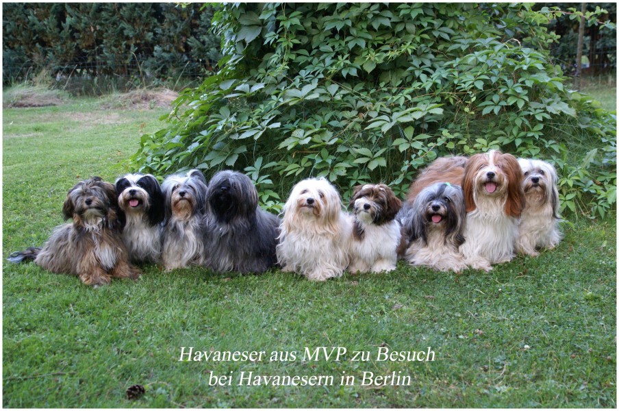 Bichon Havanais VDH-Zucht