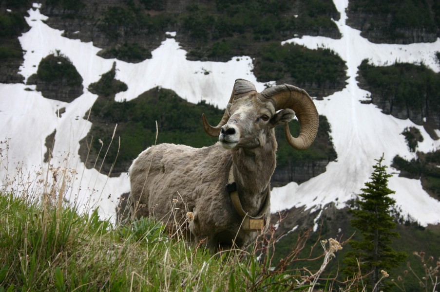 Bighorn Sheep over Patches of Snow