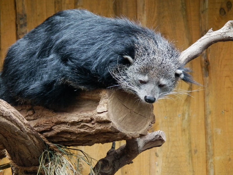 Binturong Vivarium