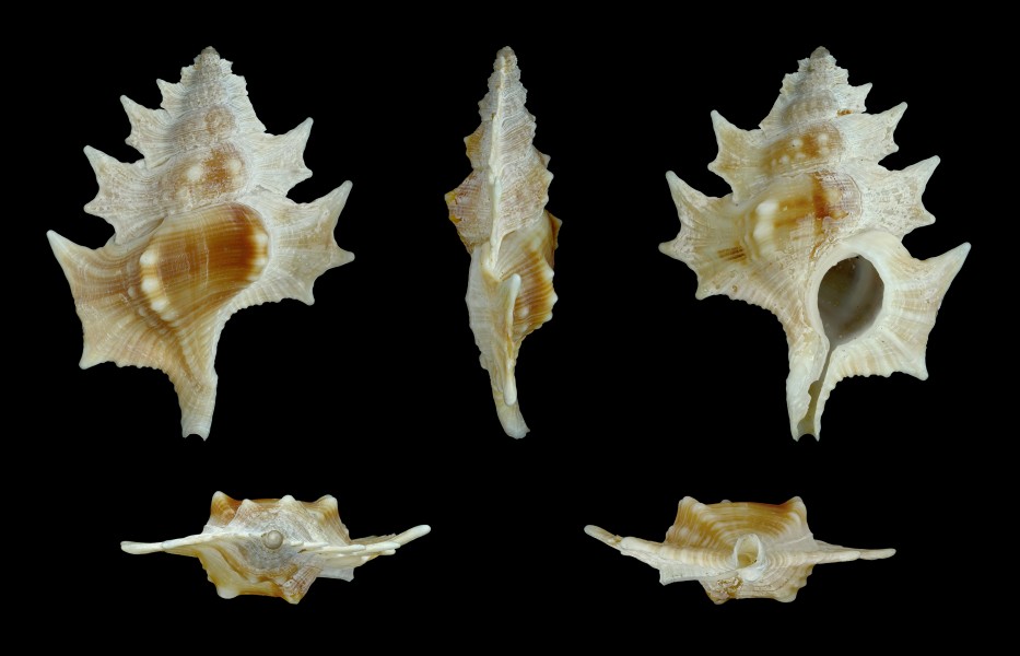 Biplex perca 01