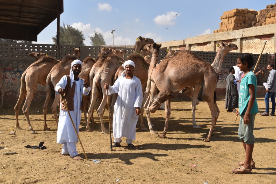 Birqash Camel Market, photo by Hatem Moushir 12