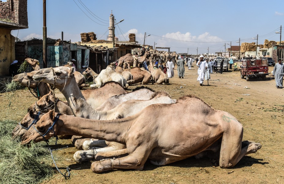 Birqash Camel Market in 2017, photo by Hatem Moushir 101