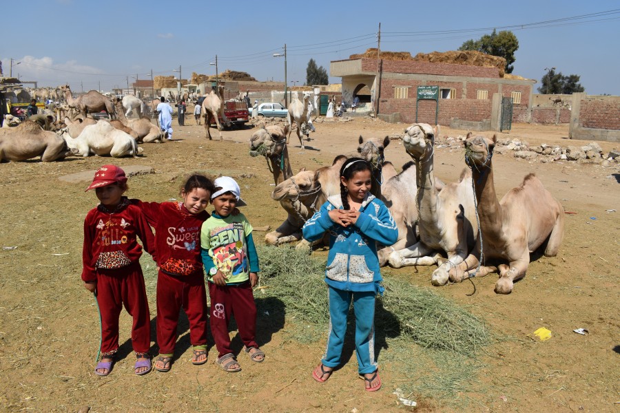 Birqash Camel Market in 2017, photo by Hatem Moushir 105