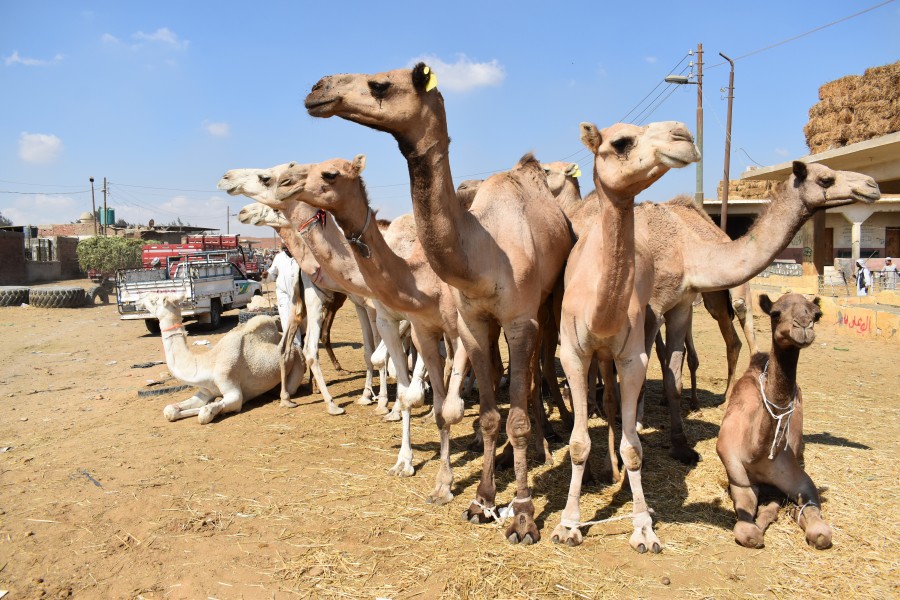 Birqash Camel Market in 2017, photo by Hatem Moushir 86
