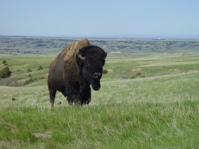 Bison Badlands South Dakota