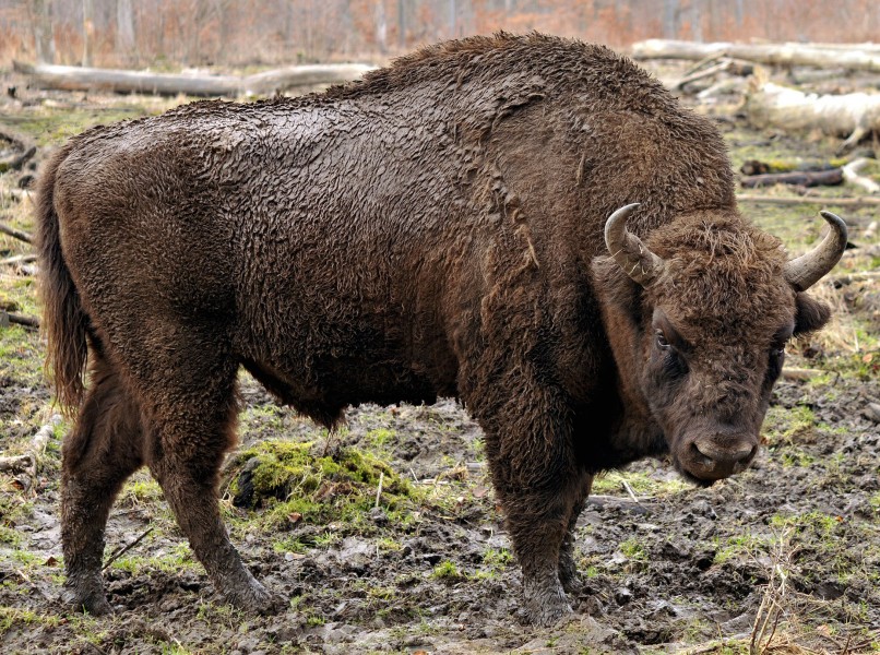 Bison bonasus (Linnaeus 1758) cropped