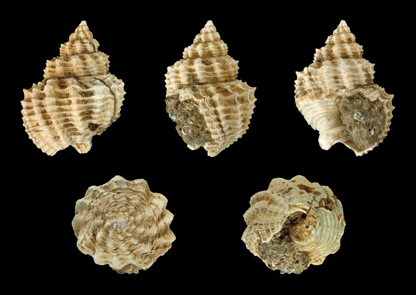 Bivetiella cancellata fossil 01