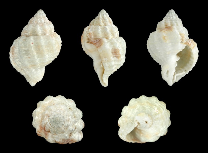 Bivetiella similis 01