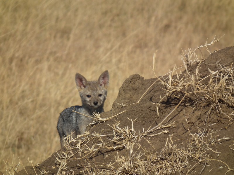 Black-backed Jackal Canis mesomelas in Tanzania 3512 Nevit