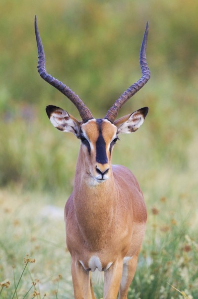 Black-faced impala from Etosha National Park, Namibia, 2014