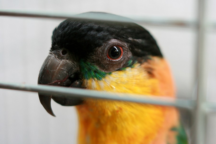 Black-headed Caique (Pionites melanocephalus) -cage bars