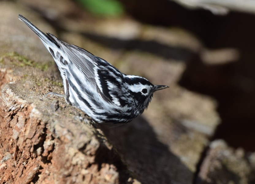 Black-and-white Warbler (works) (32216372931)