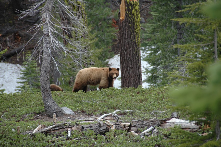 Black Bear and Cub- Ursus americanus (9403812356)