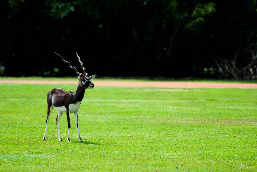 Black Buck, India