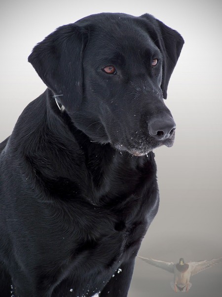 Black dog