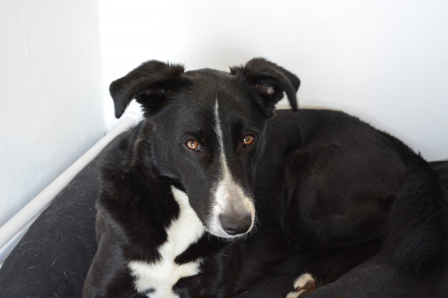 Black dog white stripe on nose