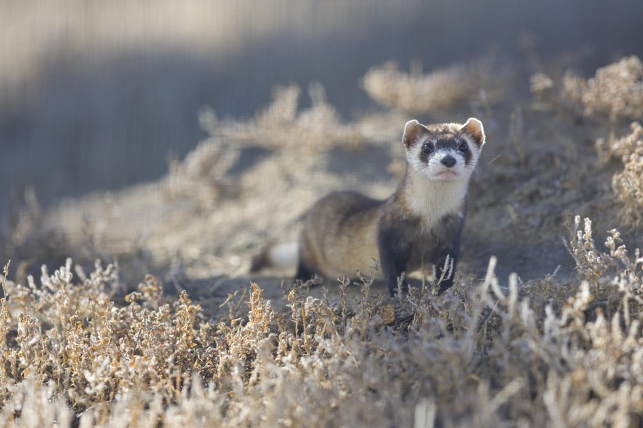 Black footed ferret