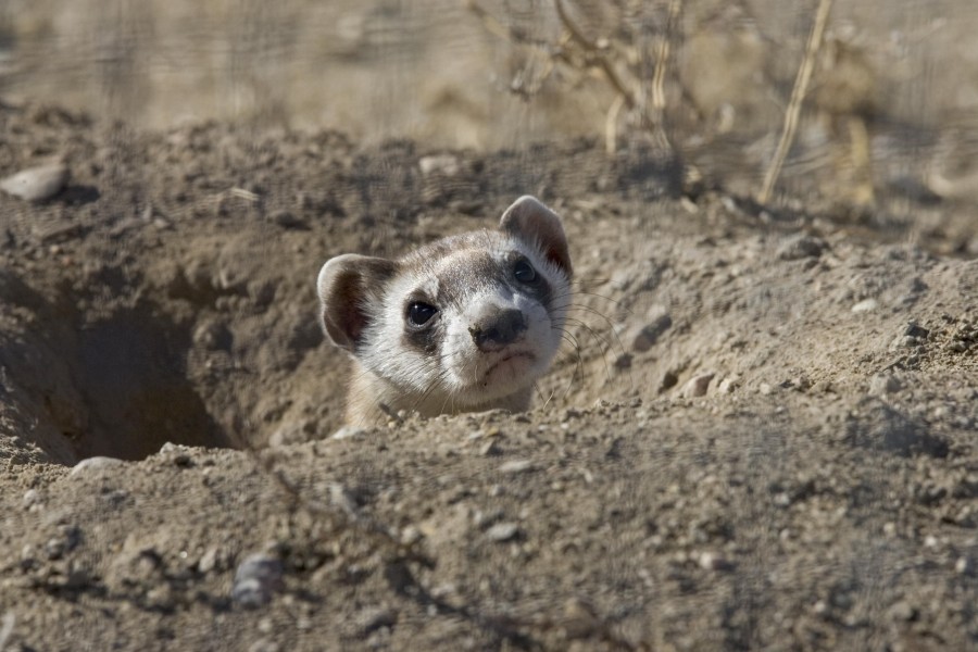 Black footed ferret head animal