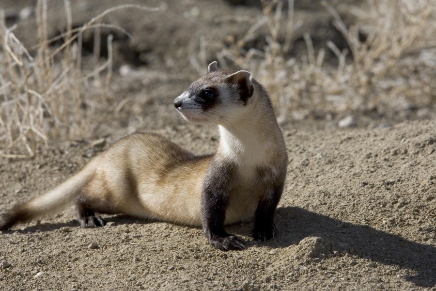 Black footed ferret picture