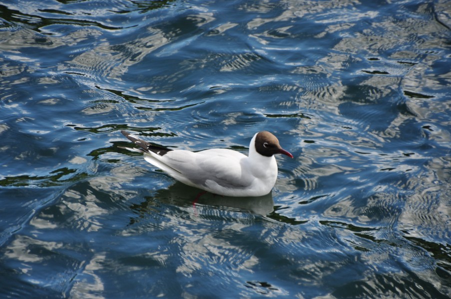 Black headed gull on Windermere (6630)