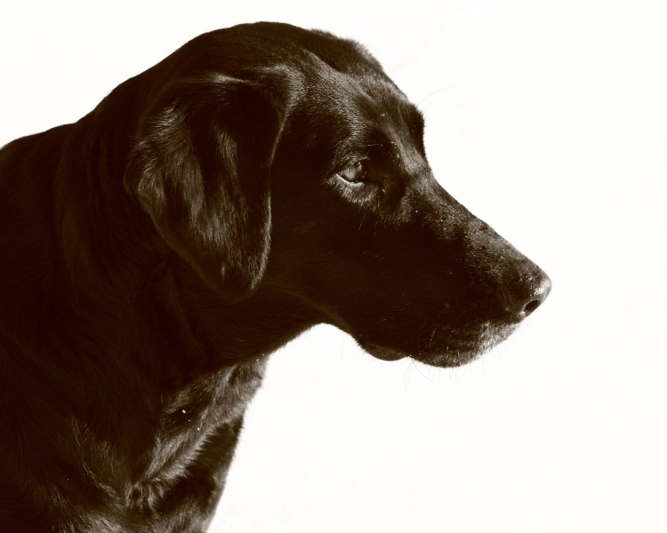 Black lab dog sephia