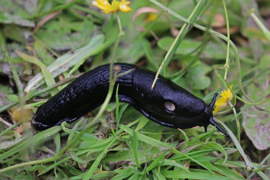 Black slug (Arion ater)
