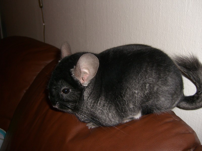Black velvet chinchilla