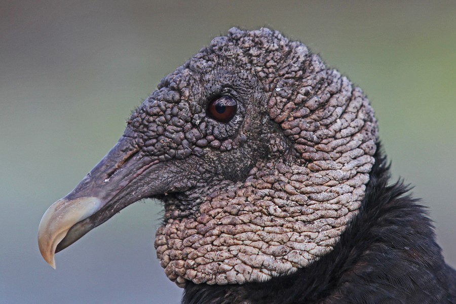 Black Vulture - Coragyps atratus, Everglades National Park, Homestead, Florida - 12050638803