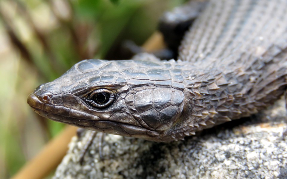 BlackGirdledLizard