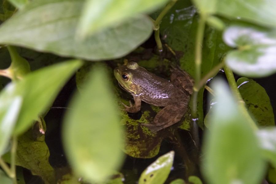 Blacklick Woods - Lithobates catesbeianus 1
