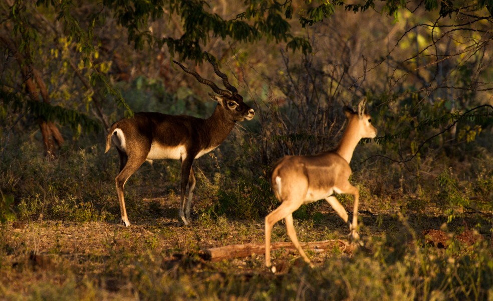 Blckbuck by N A Nazeer