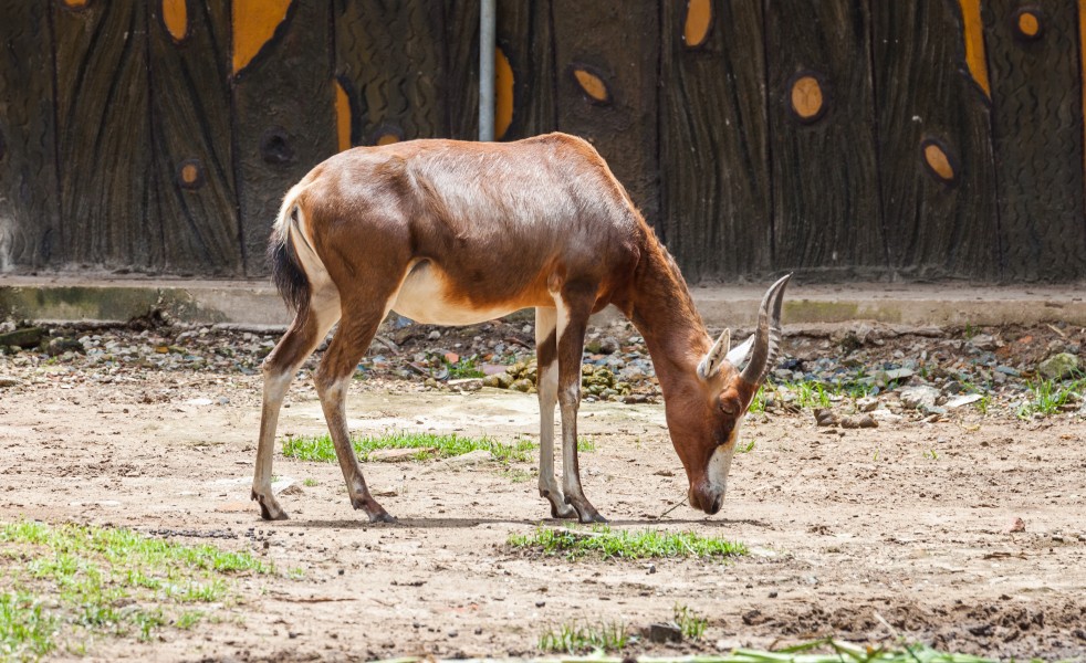 Blesbok (Damaliscus pygargus phillipsi), Zoo de Ciudad Ho Chi Minh, Vietnam, 2013-08-14, DD 01