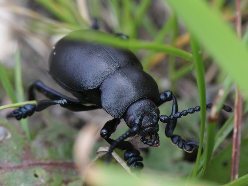 Bloody-nosed beetle - Tatzenkäfer (Chrysomelidae Trimarcha tenebricosa) (6979054918)