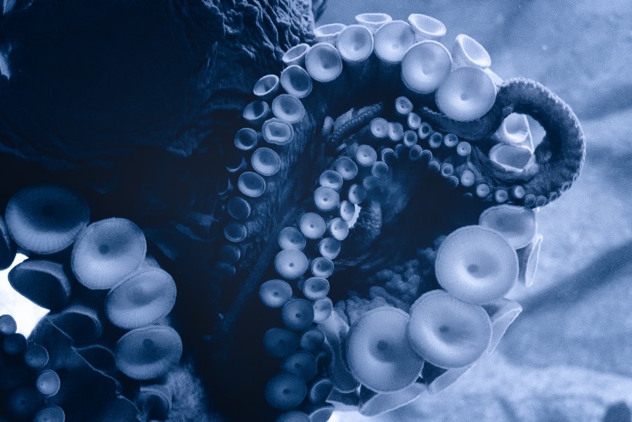 Blue Tentacles (17569669855)