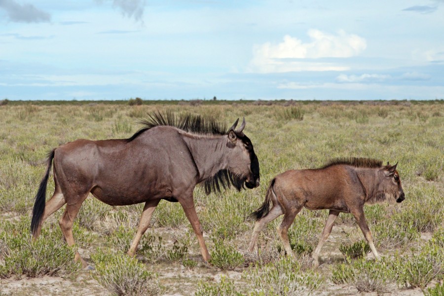 Blue wildebeest (Connochaetes taurinus taurinus) female and calf