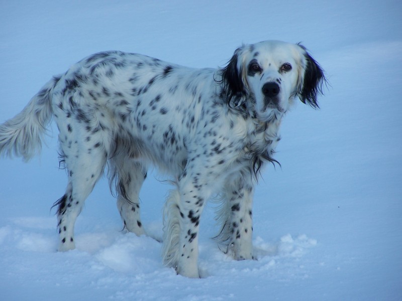 Bluebeltonsetter