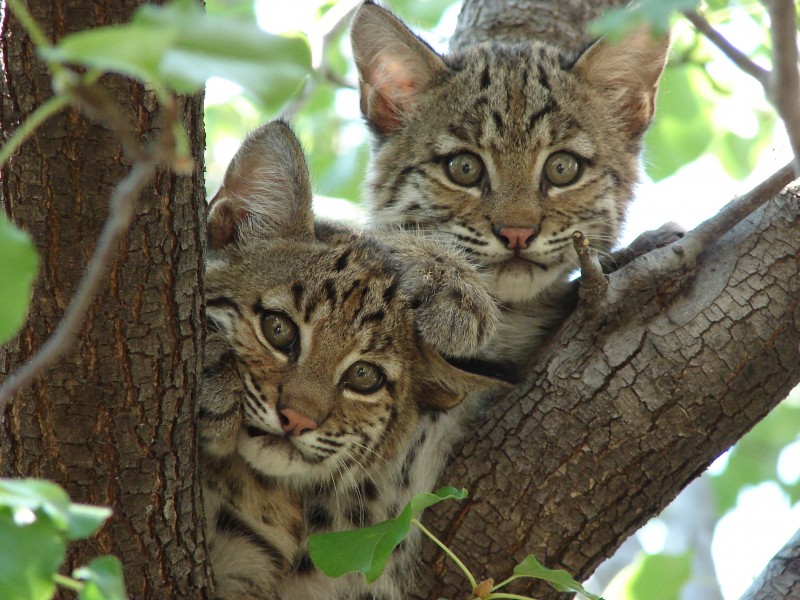 Bobcat-Texas-9110