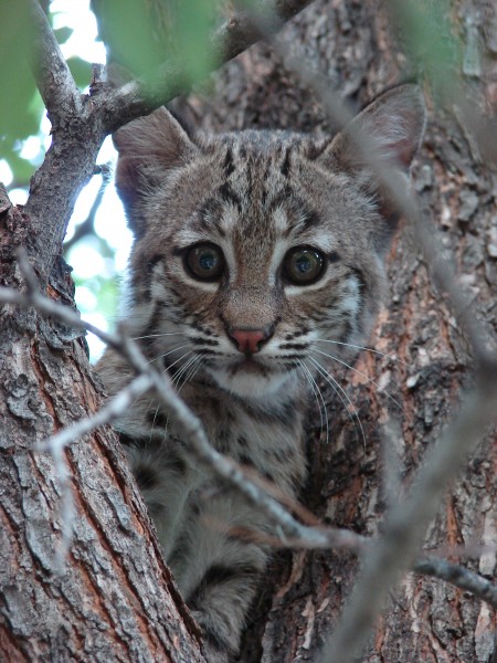 Bobcat-Texas-9134