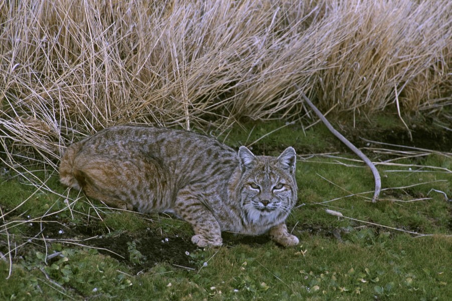 Bobcat crouched beside dried vegetation