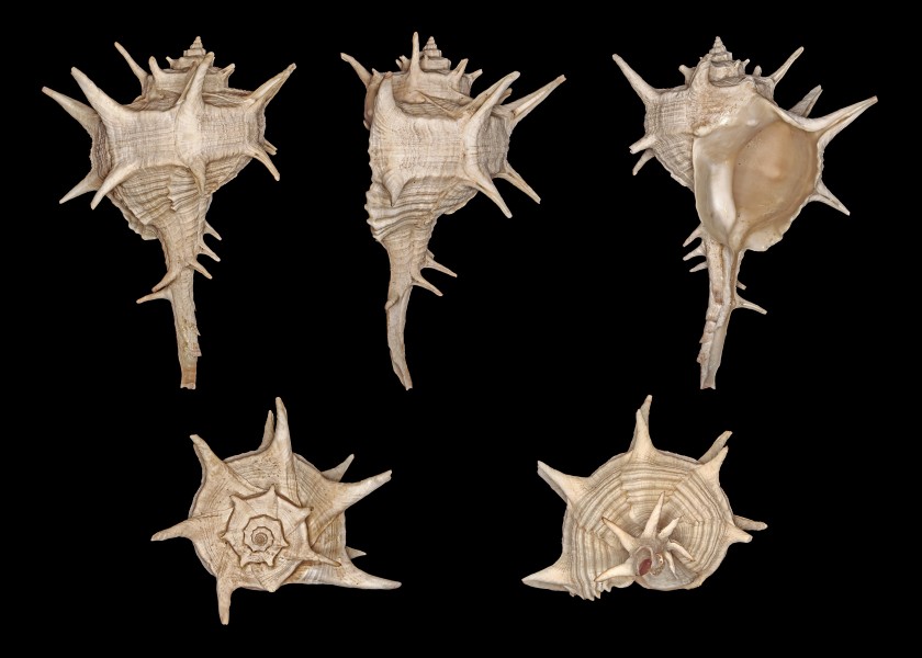 Bolinus brandaris 01