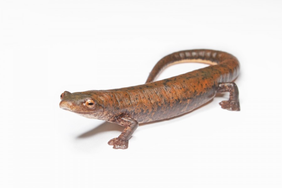 Bolitoglossa schizodactyla salamander